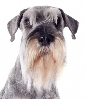 schnauzer