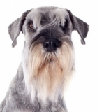 schnauzer