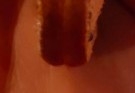 roughavril23 3