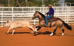 modern cowboy
