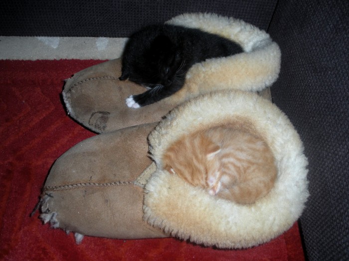 2009 Cannelle et son frère (38).jpg