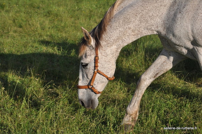 DSC_1467.JPG